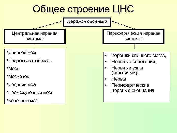 Общее строение ЦНС Нервная система Центральная нервная система: • Спинной мозг, • Продолговатый мозг,