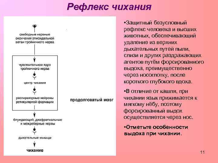 Рефлекс чихания • Защитный безусловный рефлекс человека и высших животных, обеспечивающий удаление из верхних