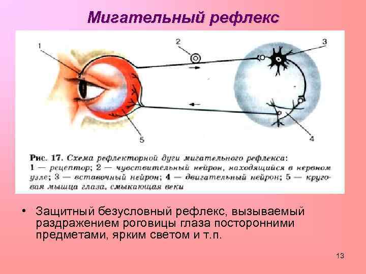 Мигательный рефлекс • Защитный безусловный рефлекс, вызываемый раздражением роговицы глаза посторонними предметами, ярким светом