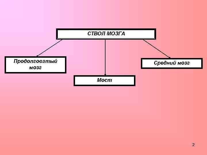 СТВОЛ МОЗГА Продолговатый мозг Средний мозг Мост 2 