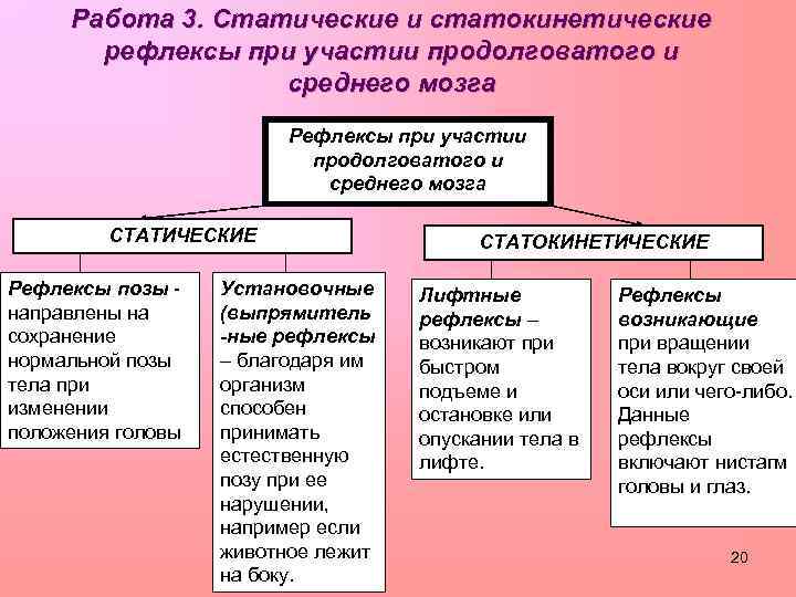 Работа 3. Статические и статокинетические рефлексы при участии продолговатого и среднего мозга Рефлексы при