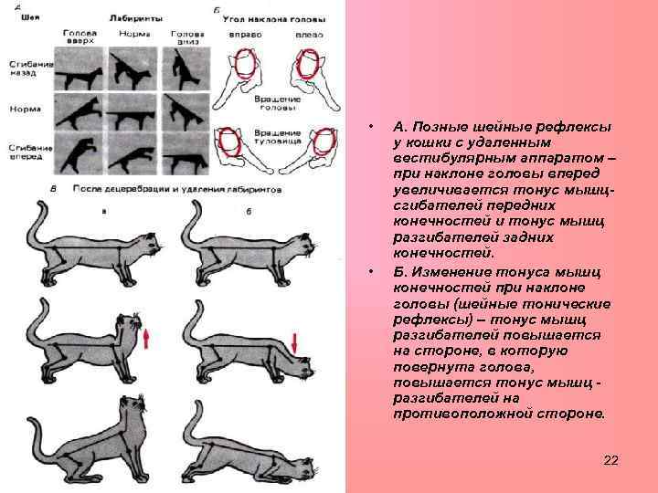  • • А. Позные шейные рефлексы у кошки с удаленным вестибулярным аппаратом –
