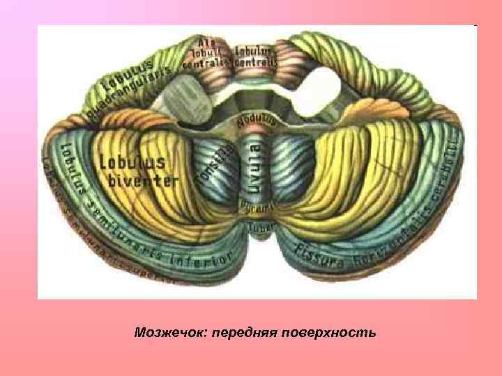 Мозжечок: передняя поверхность 