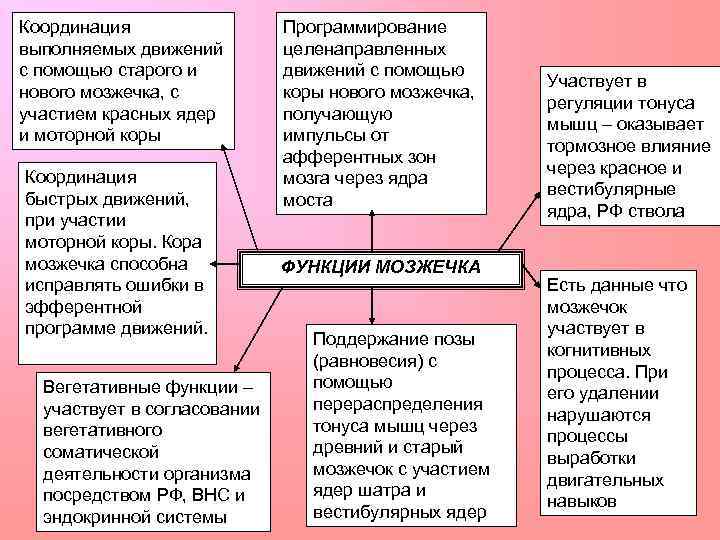 Координация выполняемых движений с помощью старого и нового мозжечка, с участием красных ядер и