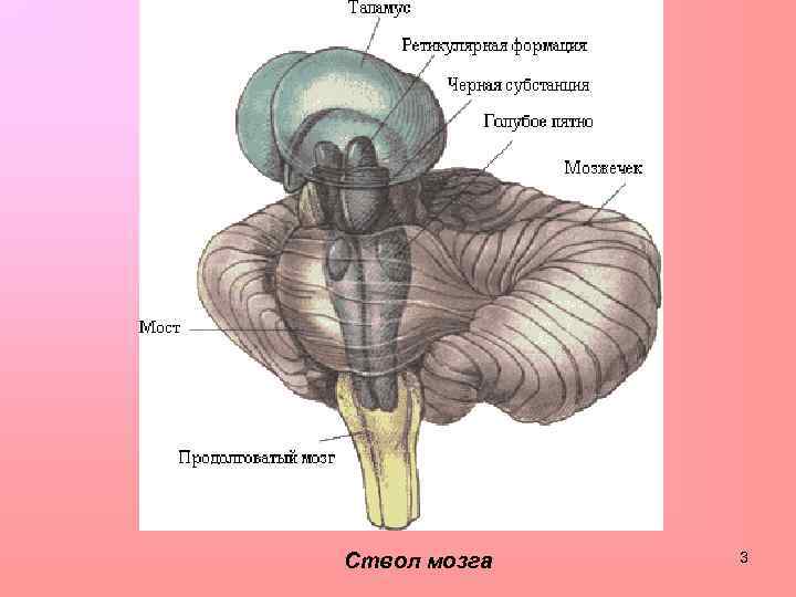 Ствол мозга 3 