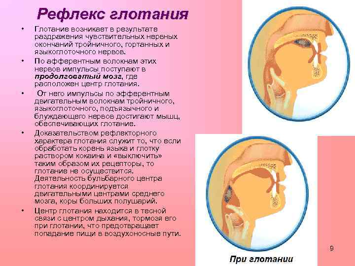 Рефлекс глотания • • • Глотание возникает в результате раздражения чувствительных нервных окончаний тройничного,