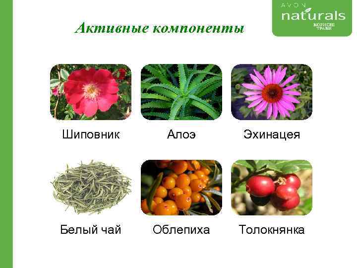 Активные компоненты Шиповник Подарите своей коже уход с натуральными Белый чай экстрактами целебных растений!