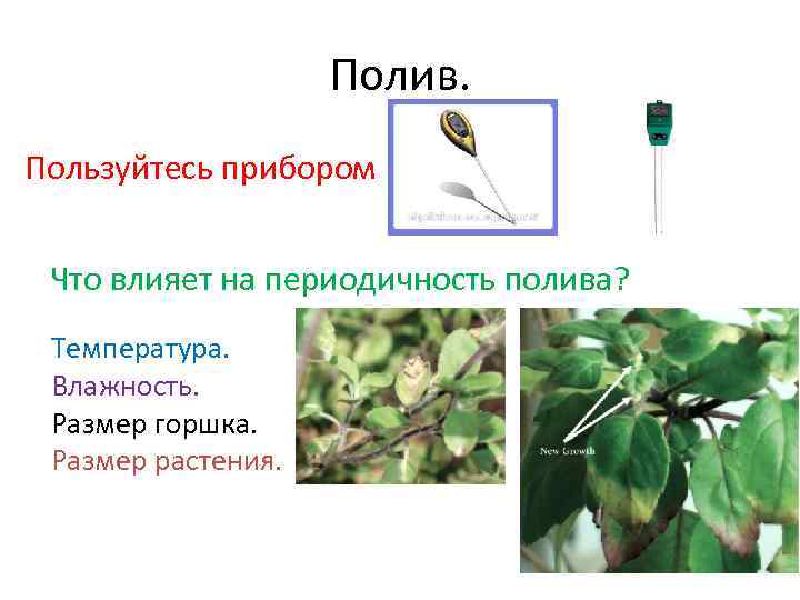 Полив. Пользуйтесь прибором Что влияет на периодичность полива? Температура. Влажность. Размер горшка. Размер растения.
