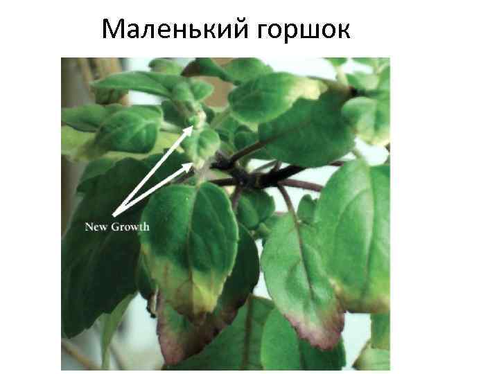 Маленький горшок 