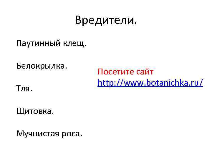 Вредители. Паутинный клещ. Белокрылка. Тля. Щитовка. Мучнистая роса. Посетите сайт http: //www. botanichka. ru/