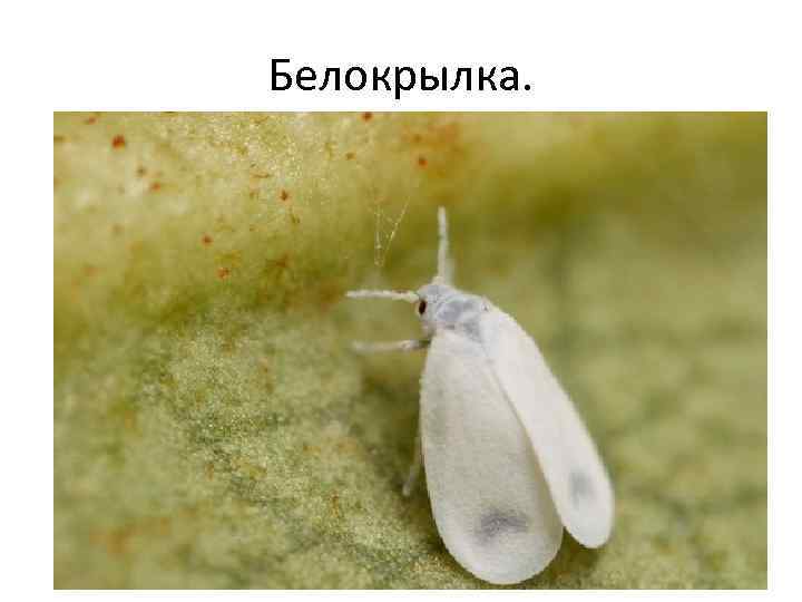 Белокрылка. 