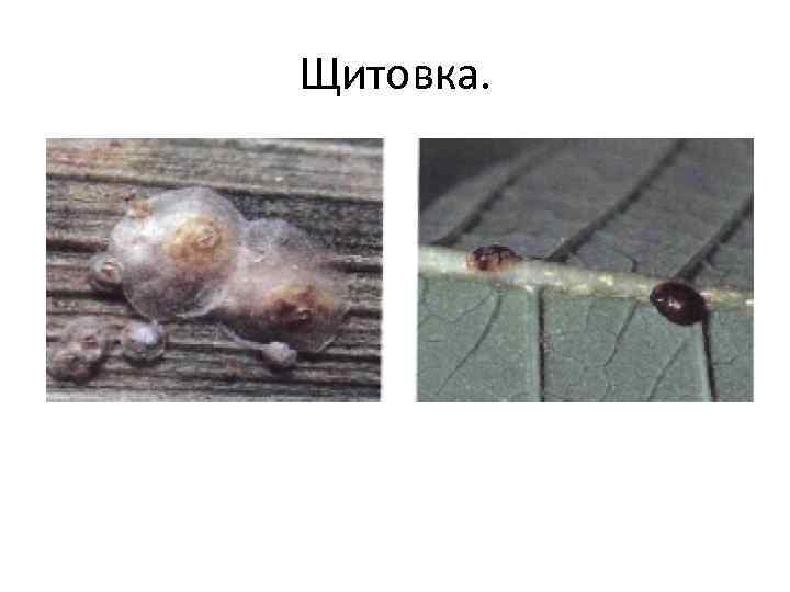 Щитовка. 