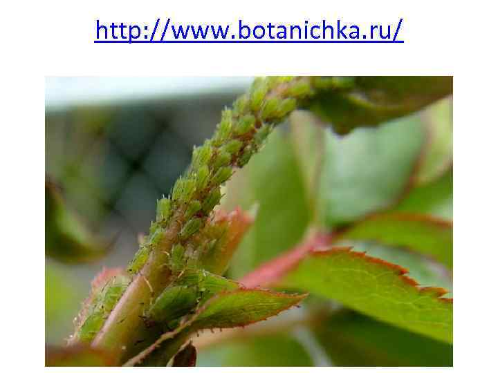 http: //www. botanichka. ru/ 