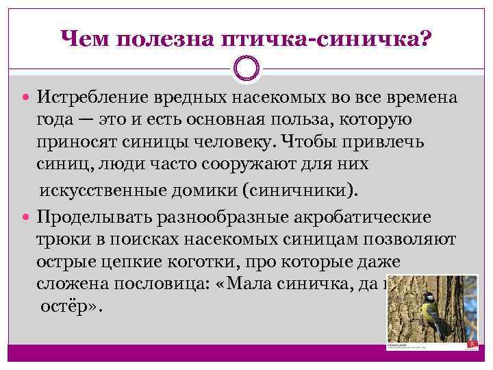 Чем полезна птичка-синичка? Истребление вредных насекомых во все времена года — это и есть