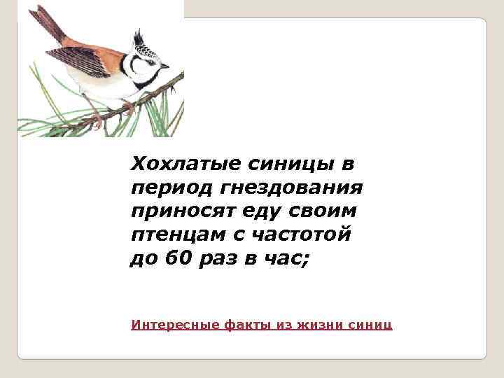 Хохлатые синицы в период гнездования приносят еду своим птенцам с частотой до 60 раз