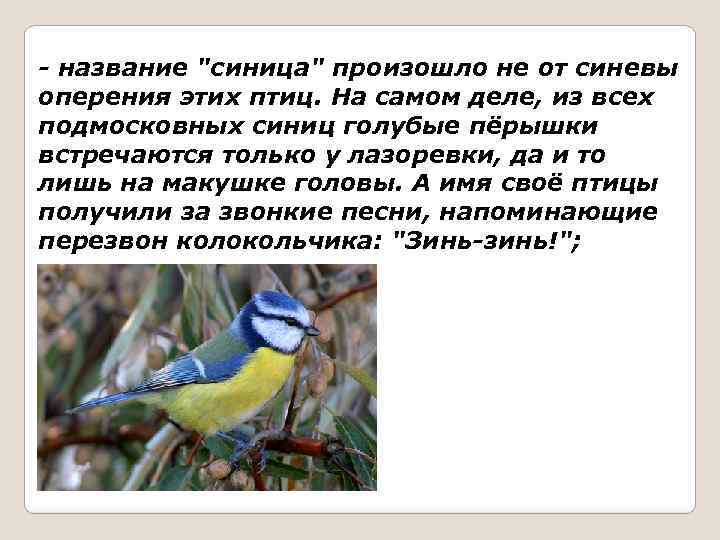 - название "синица" произошло не от синевы оперения этих птиц. На самом деле, из