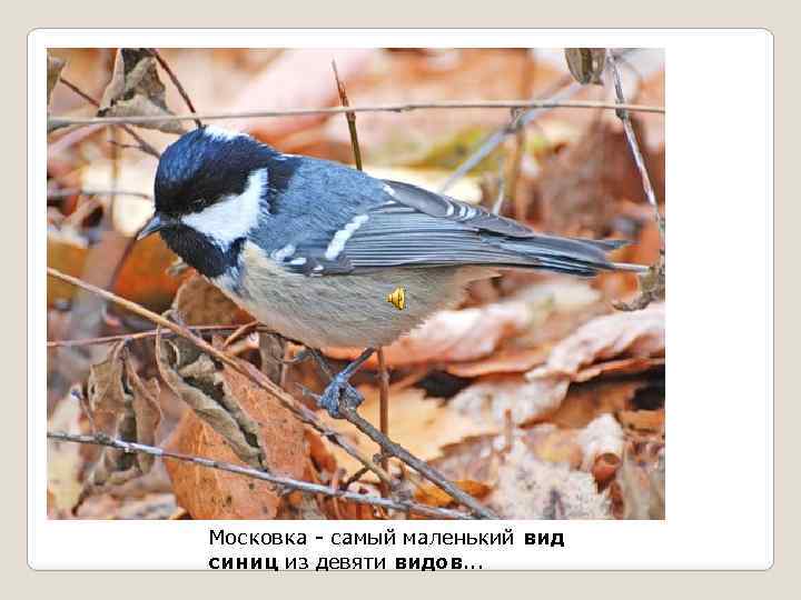 Московка - самый маленький вид синиц из девяти видов. . . 