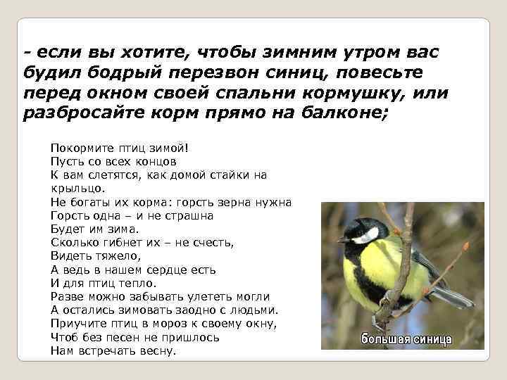 - если вы хотите, чтобы зимним утром вас будил бодрый перезвон синиц, повесьте перед