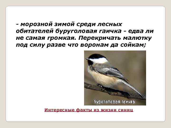 - морозной зимой среди лесных обитателей буруголовая гаичка - едва ли не самая громкая.