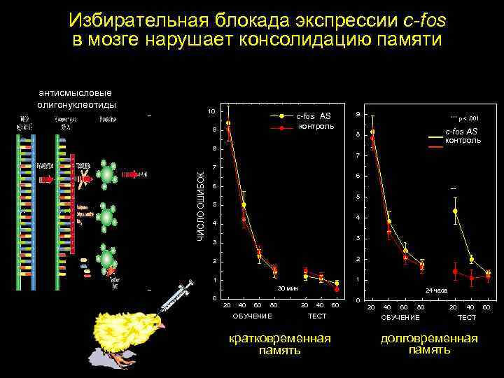 Избирательная блокада экспрессии c-fos в мозге нарушает консолидацию памяти антисмысловые олигонуклеотиды 10 c-fos AS