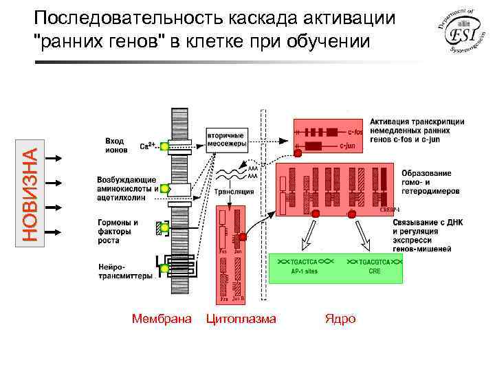 НОВИЗНА Последовательность каскада активации "ранних генов" в клетке при обучении Мембрана Цитоплазма Ядро 