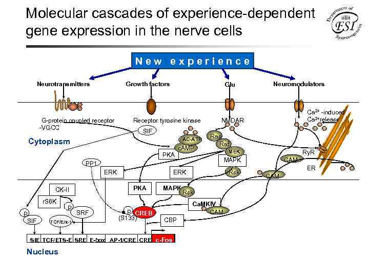 Molecular cascades of experience-dependent gene expression in the nerve cells New experience Neurotransmitters Growth