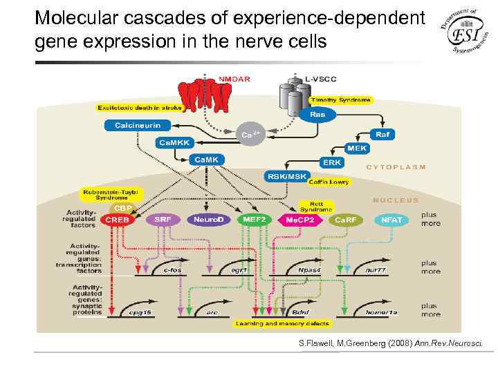 Molecular cascades of experience-dependent gene expression in the nerve cells S. Flawell, M. Greenberg