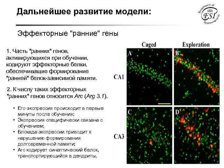 Дальнейшее развитие модели: Эффекторные "ранние" гены 1. Часть "ранних" генов, активирующихся при обучении, кодируют