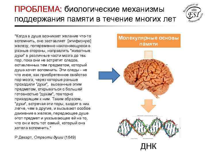 ПРОБЛЕМА: биологические механизмы поддержания памяти в течение многих лет "Когда в душе возникает желание