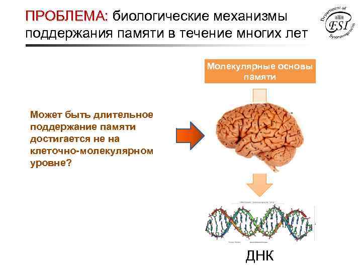 ПРОБЛЕМА: биологические механизмы поддержания памяти в течение многих лет Молекулярные основы памяти Может быть