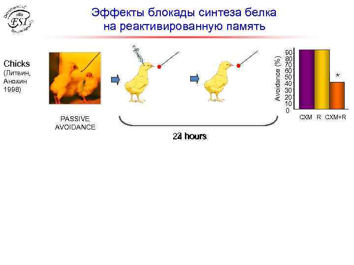 Avoidance (%) Эффекты блокады синтеза белка на реактивированную память Chicks (Литвин, Анохин 1998) PASSIVE