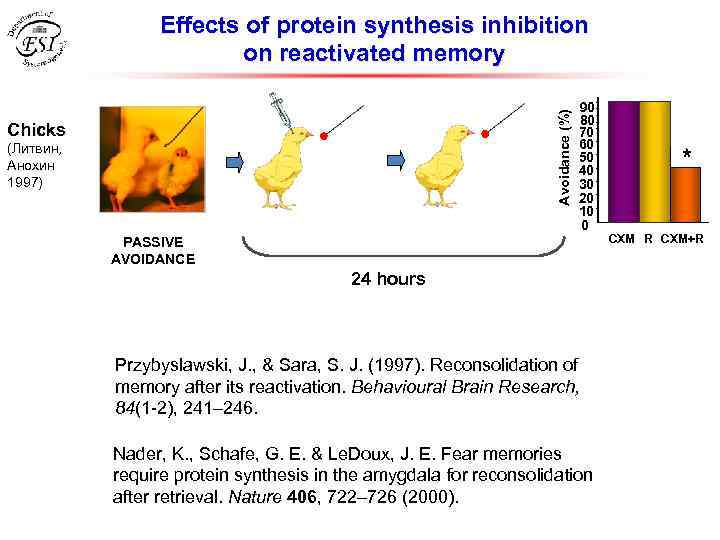 Avoidance (%) Effects of protein synthesis inhibition on reactivated memory Chicks (Литвин, Анохин 1997)