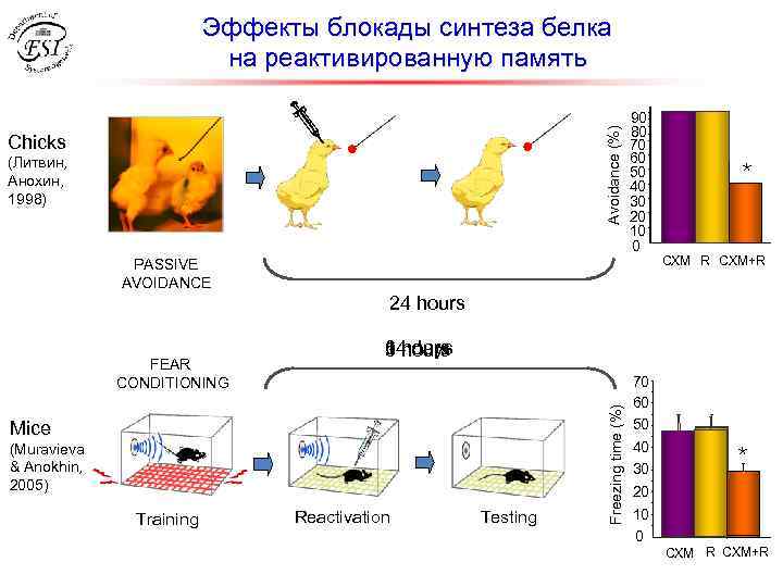 Avoidance (%) Эффекты блокады синтеза белка на реактивированную память Chicks (Литвин, Анохин, 1998) 90