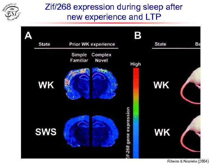 Zif/268 expression during sleep after new experience and LTP Ribeiro & Nicolelis (2004) 