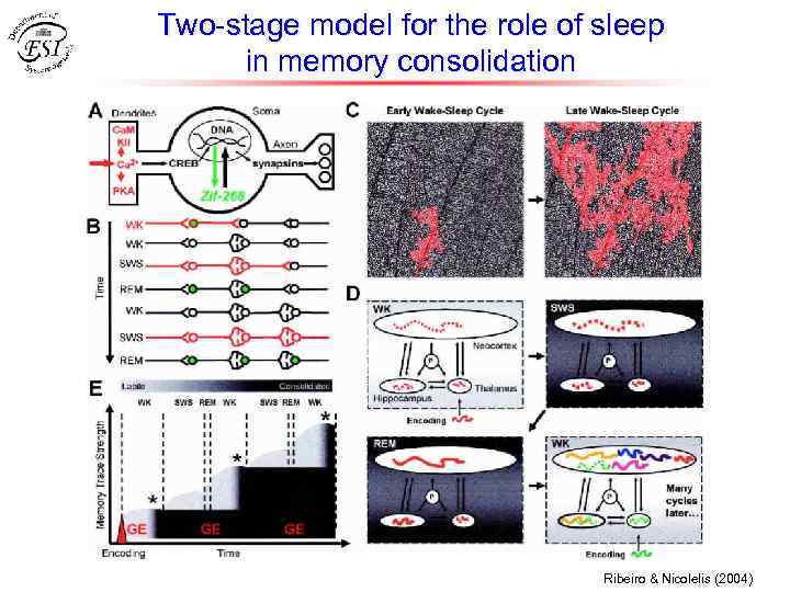 Two-stage model for the role of sleep in memory consolidation Ribeiro & Nicolelis (2004)