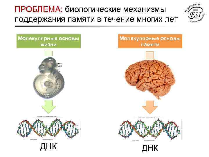 ПРОБЛЕМА: биологические механизмы поддержания памяти в течение многих лет Молекулярные основы жизни Молекулярные основы