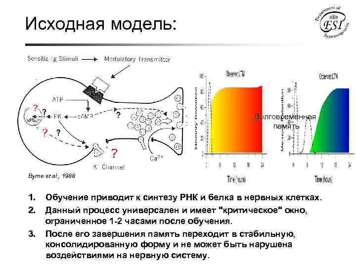 Исходная модель. Белки долговременной памяти. Долговременной память РНК белки. Молекулярного сценария. Система повторения материала для отложения в долговременную память.