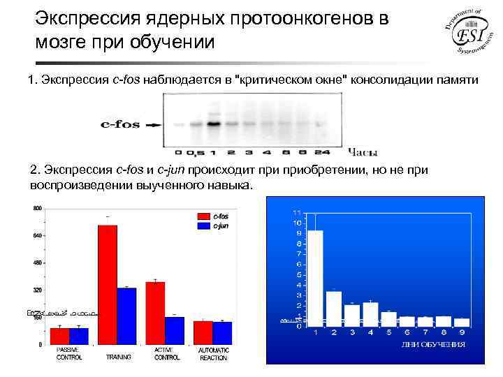 Экспрессия ядерных протоонкогенов в мозге при обучении 1. Экспрессия c-fos наблюдается в "критическом окне"