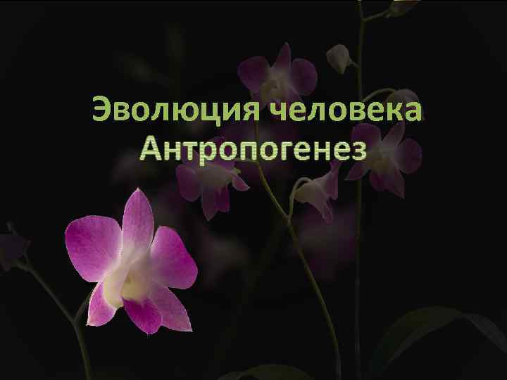 Эволюция человека 