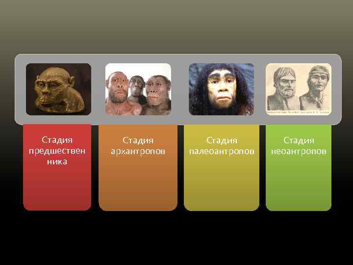 Стадия предшествен ника Стадия архантропов Стадия палеоантропов Стадия неоантропов 