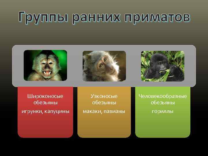 Группы ранних приматов Широконосые обезьяны Узконосые обезьяны Человекообразные обезьяны игрунки, капуцины макаки, павианы гориллы
