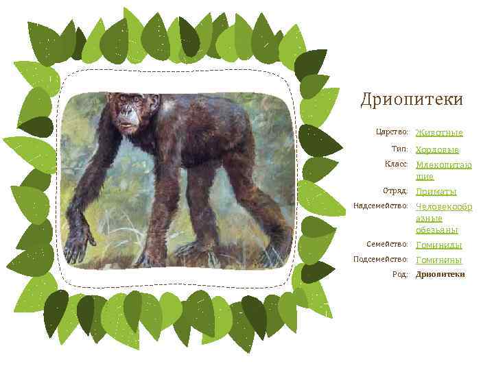 Дриопитеки Царство: Животные Тип: Хордовые Класс: Млекопитаю щие Отряд: Приматы Надсемейство: Человекообр азные обезьяны