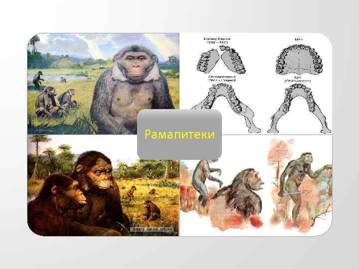 Рамапитеки 