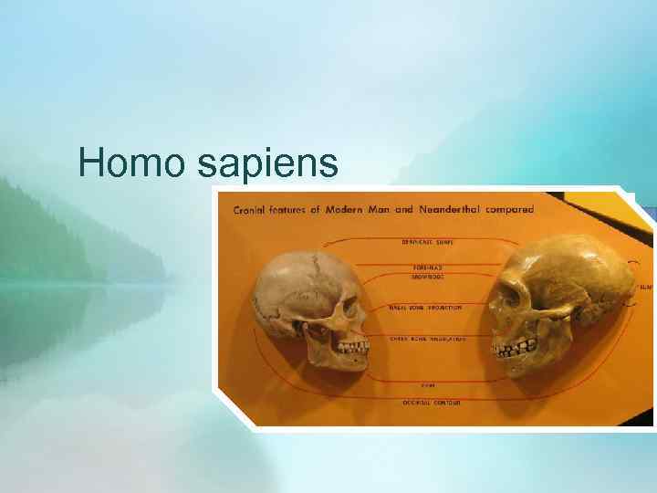 Homo sapiens 