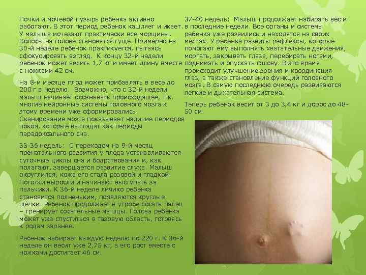 Почки и мочевой пузырь ребенка активно 37 -40 недель: Малыш продолжает набирать вес и
