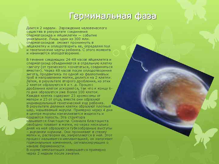 Герминальная фаза Длится 2 недели. Зарождение человеческого существа в результате соединения сперматозоида и яйцеклетки