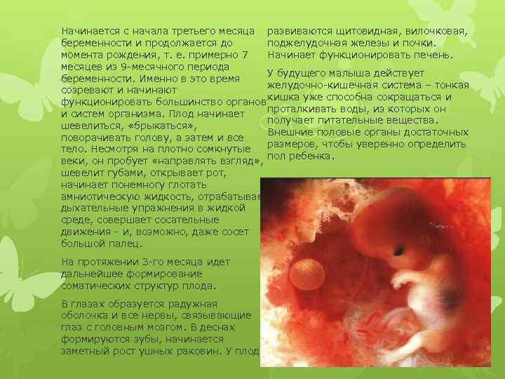 Начинается с начала третьего месяца развиваются щитовидная, вилочковая, беременности и продолжается до поджелудочная железы