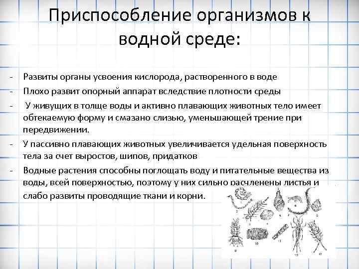 Приспособление организмов к водной среде: - - Развиты органы усвоения кислорода, растворенного в воде