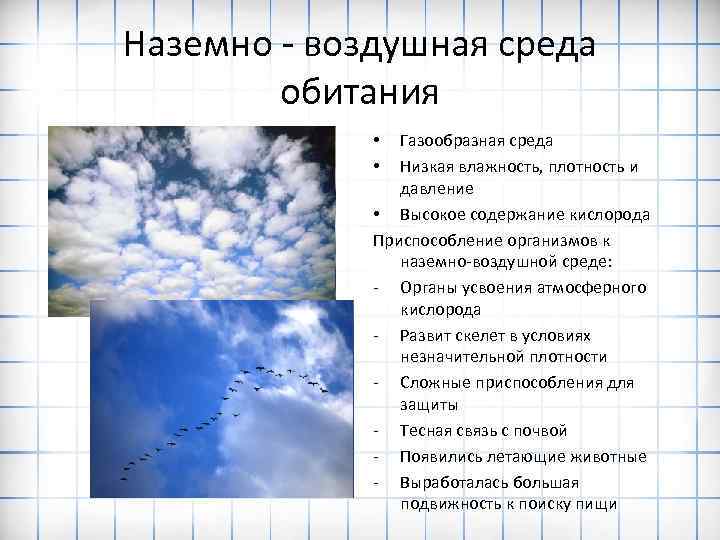 Наземно - воздушная среда обитания Газообразная среда Низкая влажность, плотность и давление • Высокое