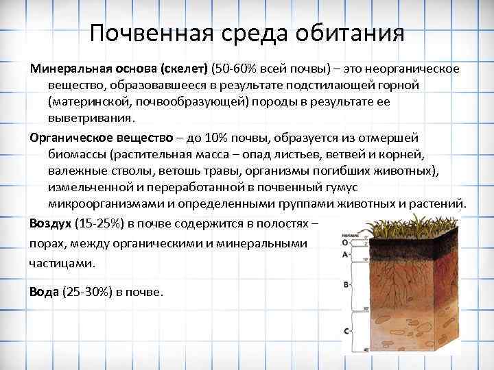 Почвенная среда обитания Минеральная основа (скелет) (50 -60% всей почвы) – это неорганическое вещество,